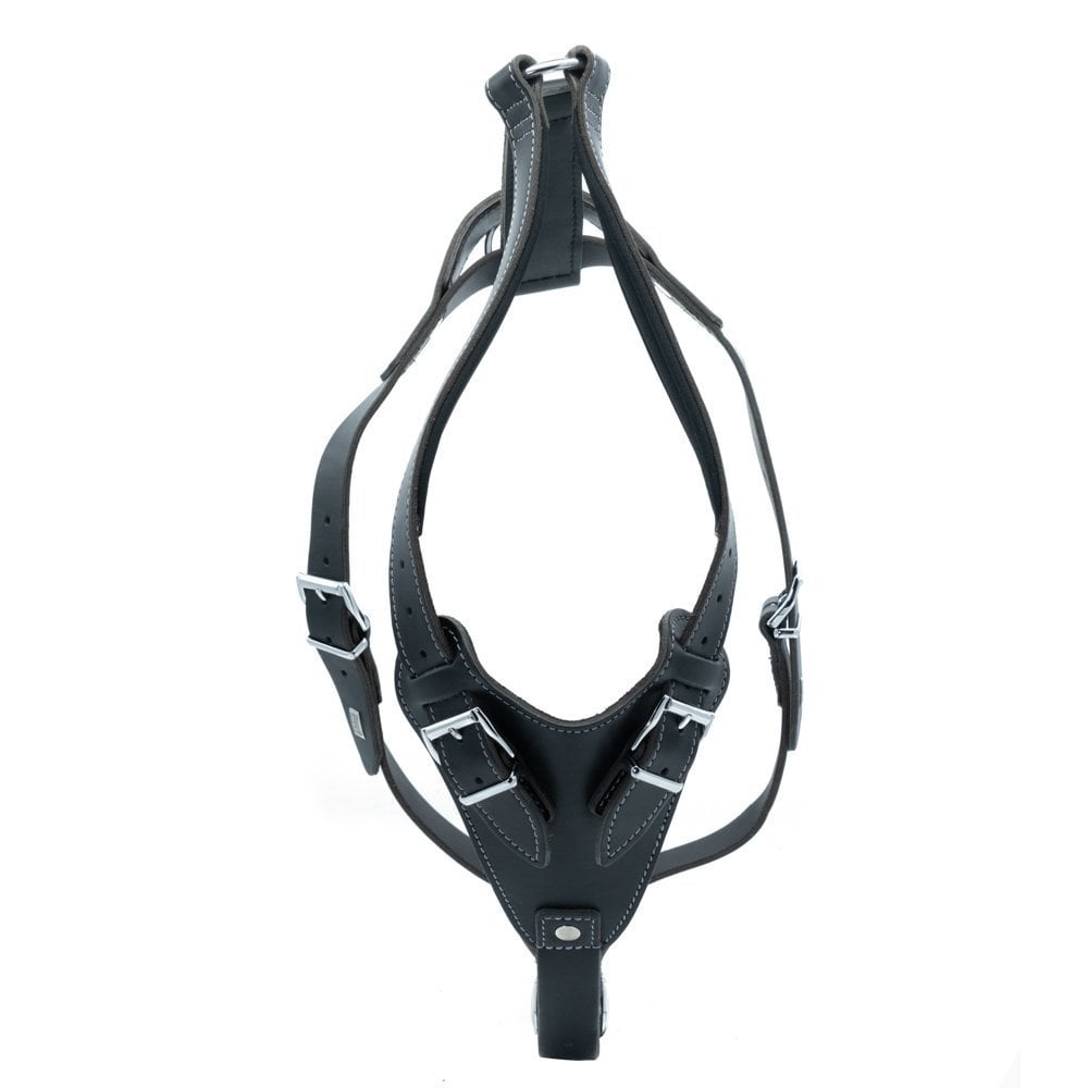 DRGXLBLACK-picture2Path