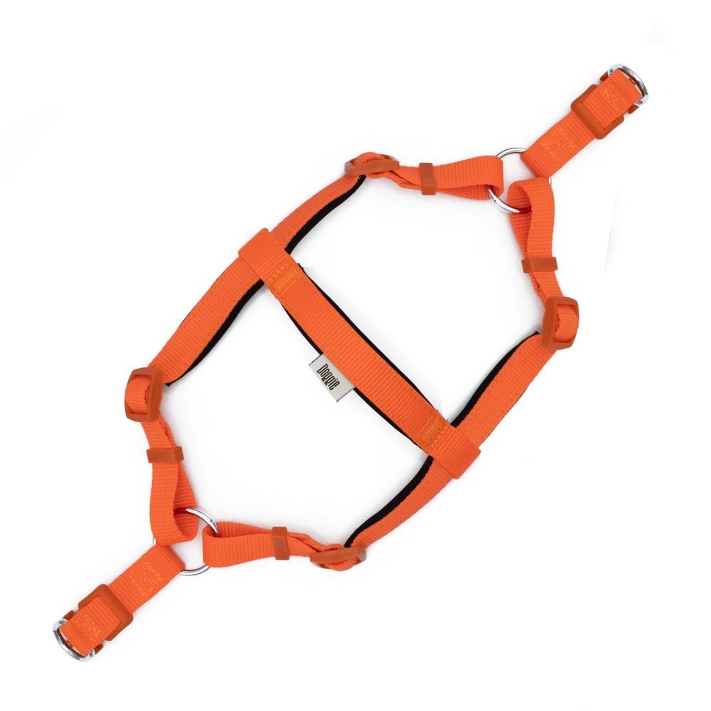 DSGTMORANGE-picture2Path