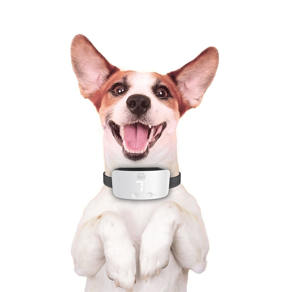 BARKTRAINWHITE-picture3Path